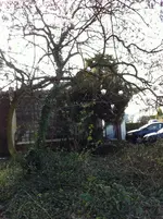 garten 2012 008.webp