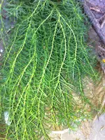 garten 2012 004.webp