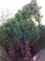 garten 2012 005.webp