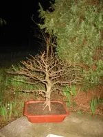 IMG_5604.webp