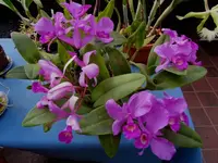IMG_1641 - Kopie.webp