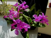 IMG_1659 - Kopie.webp