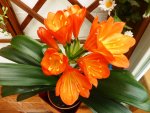 PClivia_Web.JPG