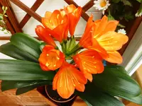 PClivia_Web.webp