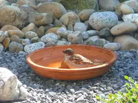 Tiere 2010-07-08-04.webp