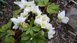 K800_Helleborus.webp