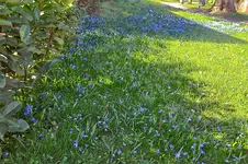Scillawiese.webp