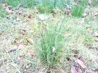 schnittlauch1.webp
