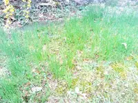 schnittlauch2.webp