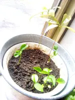 avocado.webp