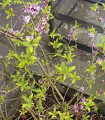 DSC02562 - 2012-03-30 - seidelbast.webp