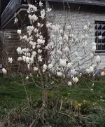 DSC02560 - 2012-03-30 - magnolie.webp