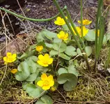 DSC02556 - 2012-03-30 - sumpfdotter.webp