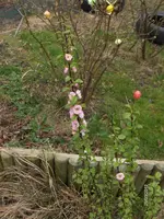 HPIM7352.webp