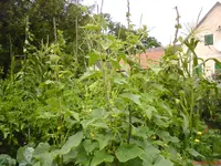 DSC01033.webp