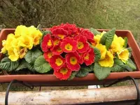015.webp