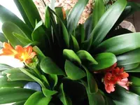 004.webp