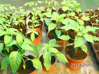 BILD0651.webp