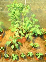 BILD0655.webp