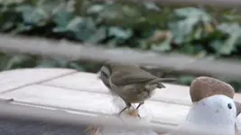 DSCN1904.webp
