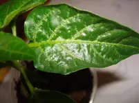 DSC03139.webp