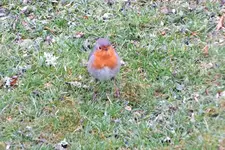 2012_0330rotkehl.webp