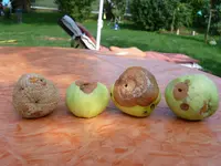 P1020010.webp