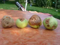 P1020011.webp