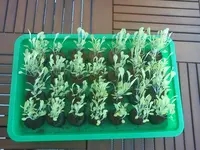 Kopfsalat draufs..webp