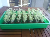 Kopfsalat seitl..webp