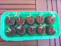 Tomate draufs..webp