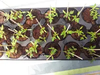 20120401_130515.webp