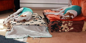 day3_recovery_mini.webp