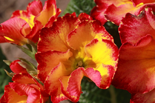 Staudenprimel_smaller.webp