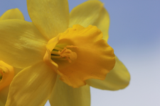 Narzisse3_smaller.webp