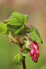 Zierjohannisbeere_smaller.webp