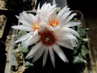 IMG_1808 - Kopie.webp