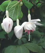 08_20112.webp