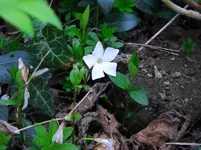 CIMG7106.webp