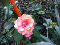 CIMG7107.webp