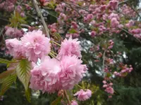 CIMG7113.webp