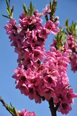 DSC_0910.webp