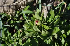 DSC_0950.webp