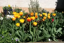 Tulpen+Narzissen_Vorgarten_01042012.webp