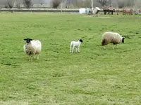 Schwennigen18-03-12_063.webp