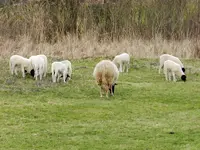 Schwennigen18-03-12_077.webp