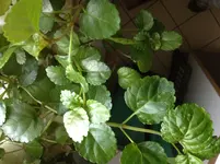 Foto.webp