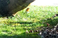2012_0401Frühling0033 rotkehl.webp