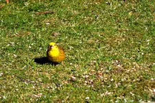 2012_0401Frühling0024 goldi.webp