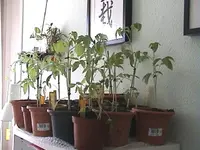 DSC00010.webp